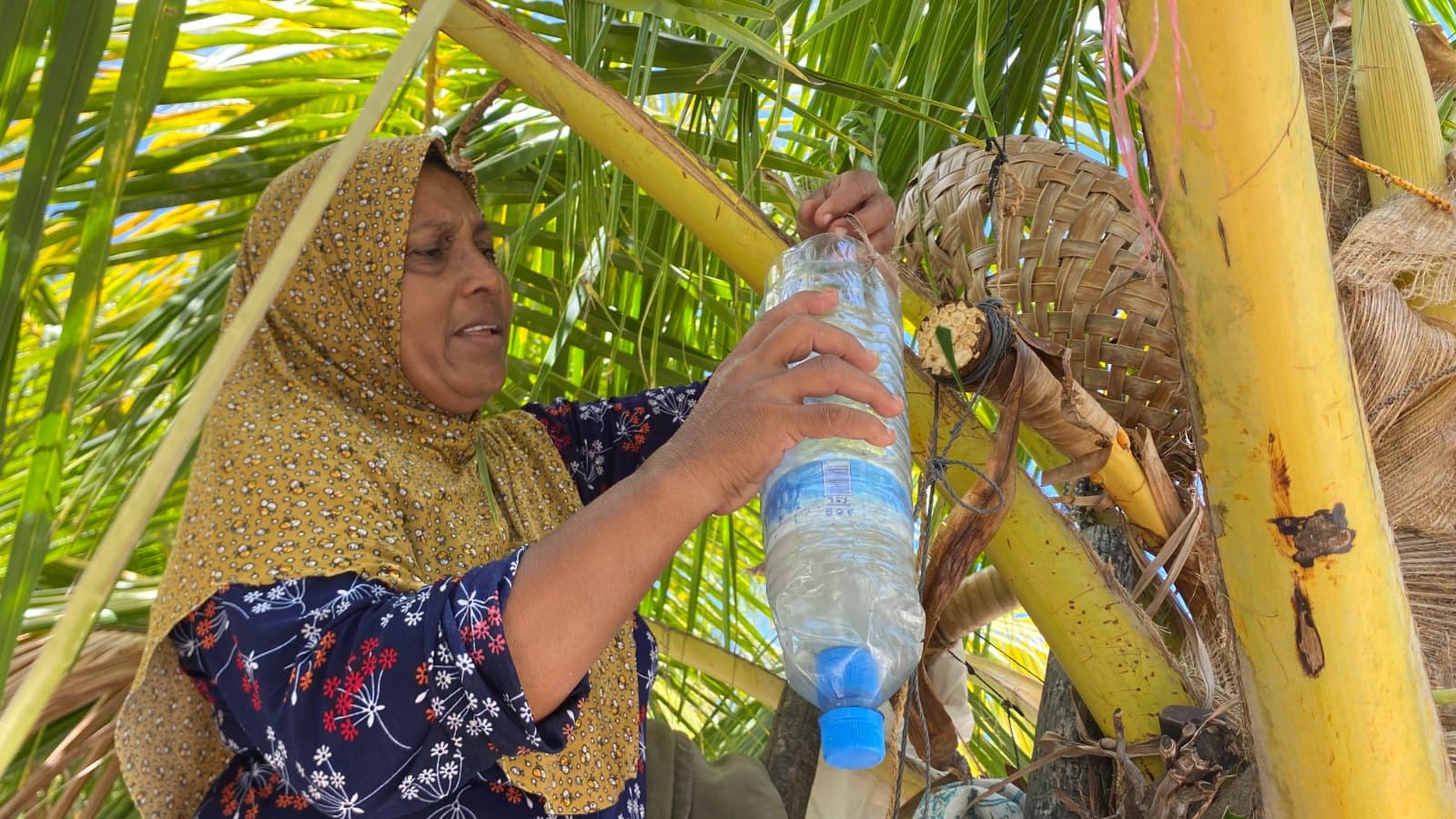 ތޯހިރާ އެ އޮތީ ދޯރާ ބާލަން ރުކައް އަރައި